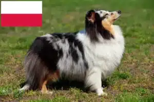 Read more about the article Hodowcy i szczenięta Sheltie w Polska