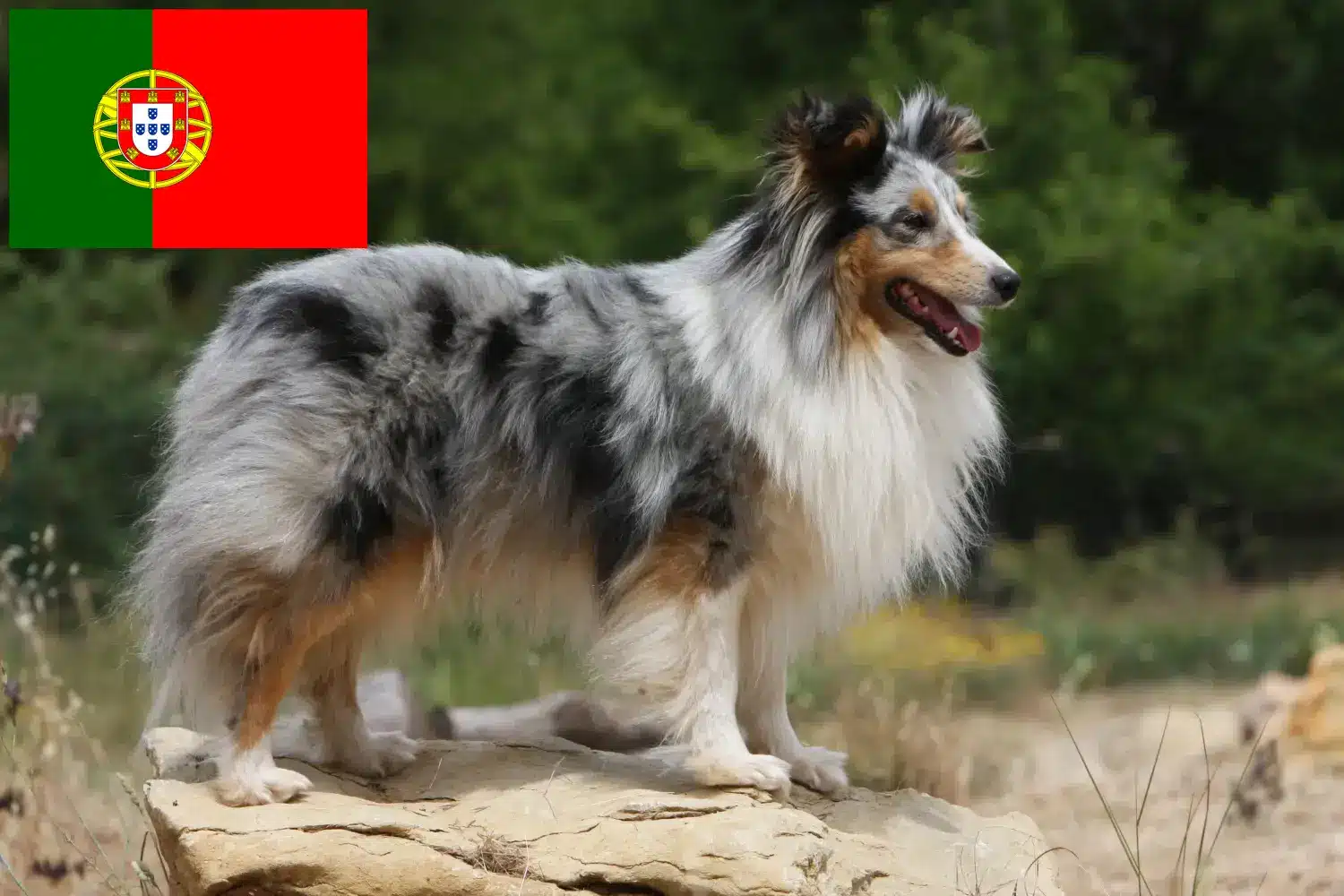 Szczeniaki Sheltie i hodowcy Portugalia Znajdź tutaj hodowców rasy Shelties w Portugalia.