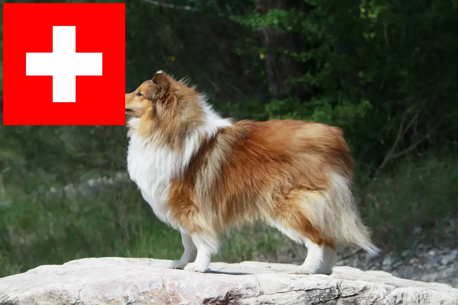 Sheltie szczenięta i hodowcy Szwajcaria Tutaj znajdziesz hodowców rasy Shelties w Szwajcaria.