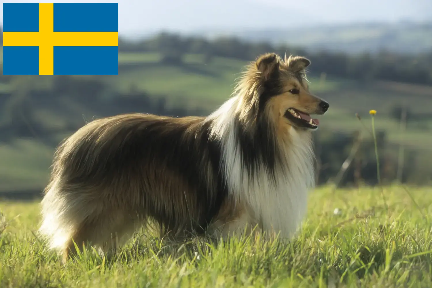 Szczeniaki Sheltie i hodowcy Szwecja Znajdź hodowców Shelties w Szwecja tutaj.