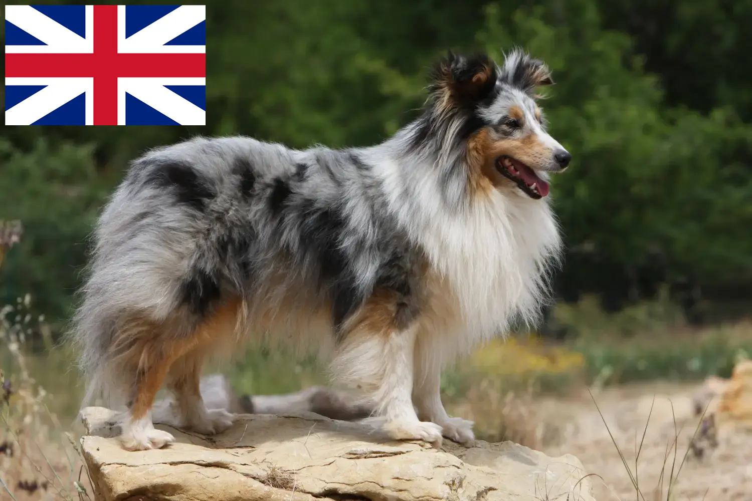 Szczeniaki i hodowcy Sheltie Wielka Brytania Tutaj znajdziesz hodowców rasy Shelties w Wielka Brytania.