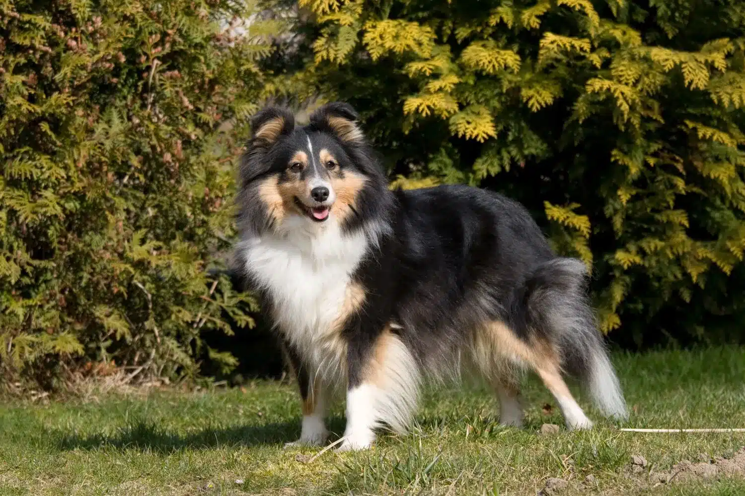 Szczeniaki i hodowcy rasy Sheltie Tutaj możesz znaleźć hodowców Shelties near you.
