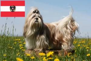Read more about the article Hodowcy i szczenięta Shih Tzu w Austria