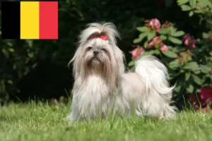 Read more about the article Hodowcy i szczenięta shih tzu w Belgia