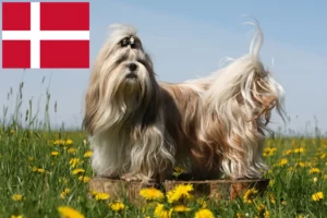 Read more about the article Hodowcy i szczenięta shih tzu w Dania