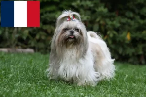 Read more about the article Hodowcy i szczenięta shih tzu w Francja