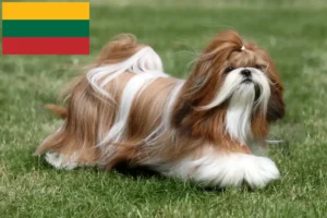 Read more about the article Hodowcy i szczenięta shih tzu w Litwa