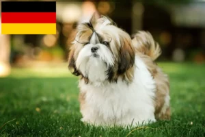 Read more about the article Hodowcy i szczenięta Shih Tzu w Niemcy