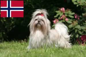 Read more about the article Hodowcy i szczenięta shih tzu w Norwegia