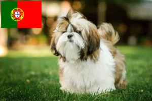 Read more about the article Hodowcy i szczenięta Shih Tzu w Portugalia