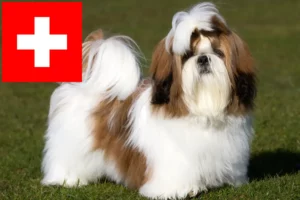 Read more about the article Hodowcy i szczenięta Shih Tzu w Szwajcaria