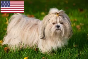 Read more about the article Hodowcy i szczenięta Shih tzu w USA