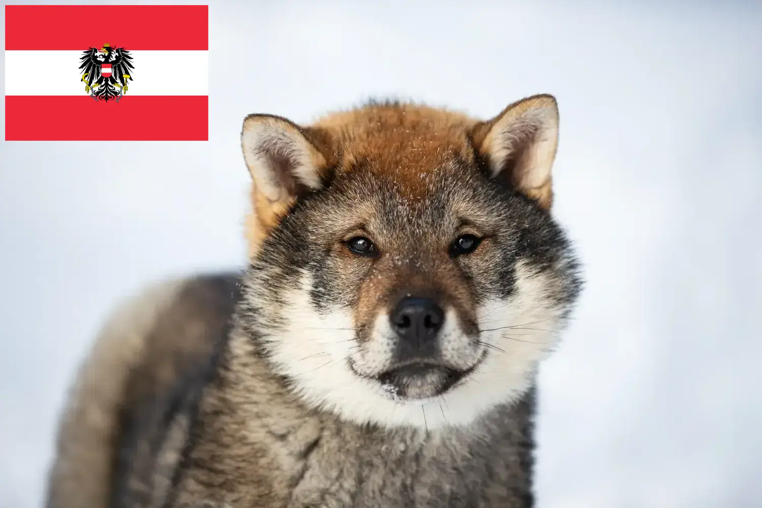 Shikoku szczenięta i hodowcy Austria Tutaj znajdziesz hodowców rasy Shikoku w Austria.