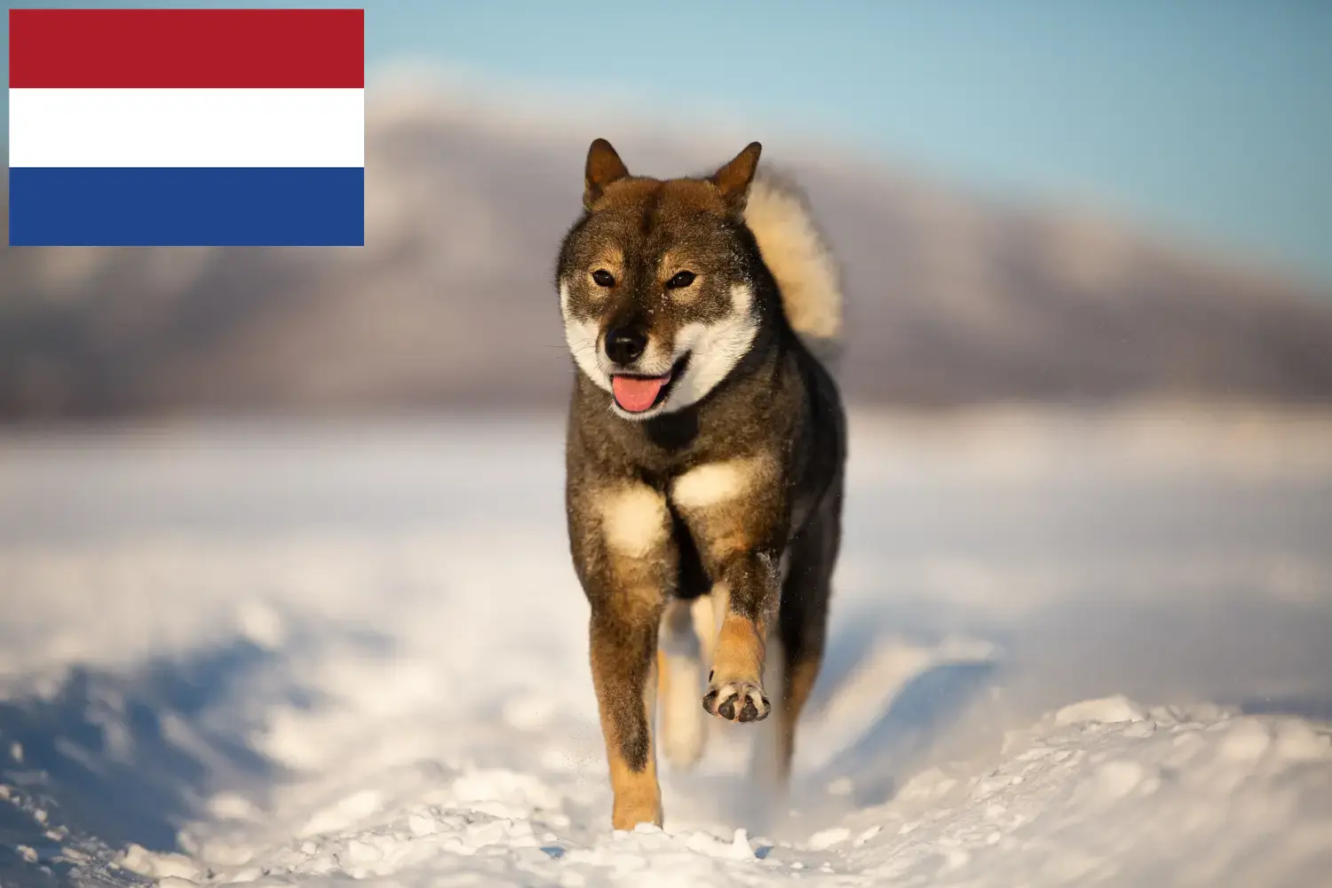 Shikoku szczenięta i hodowcy Holandia Tutaj znajdziesz hodowców rasy Shikoku w Holandia.