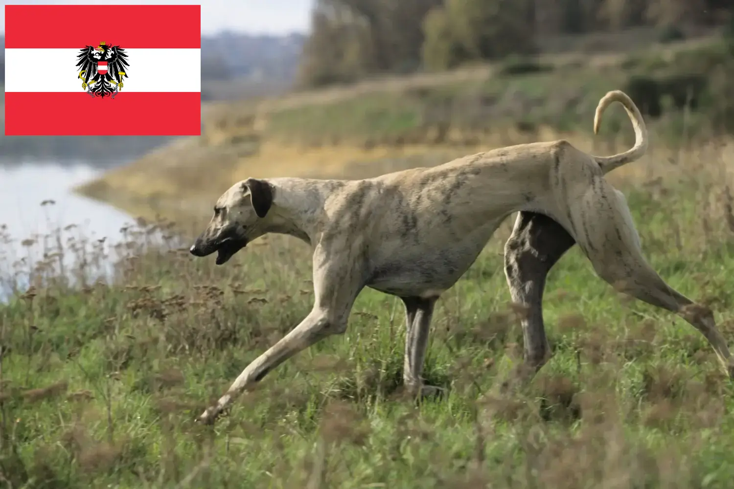 Sloughi szczenięta i hodowcy Austria Tutaj znajdziesz hodowców rasy Sloughis w Austria.