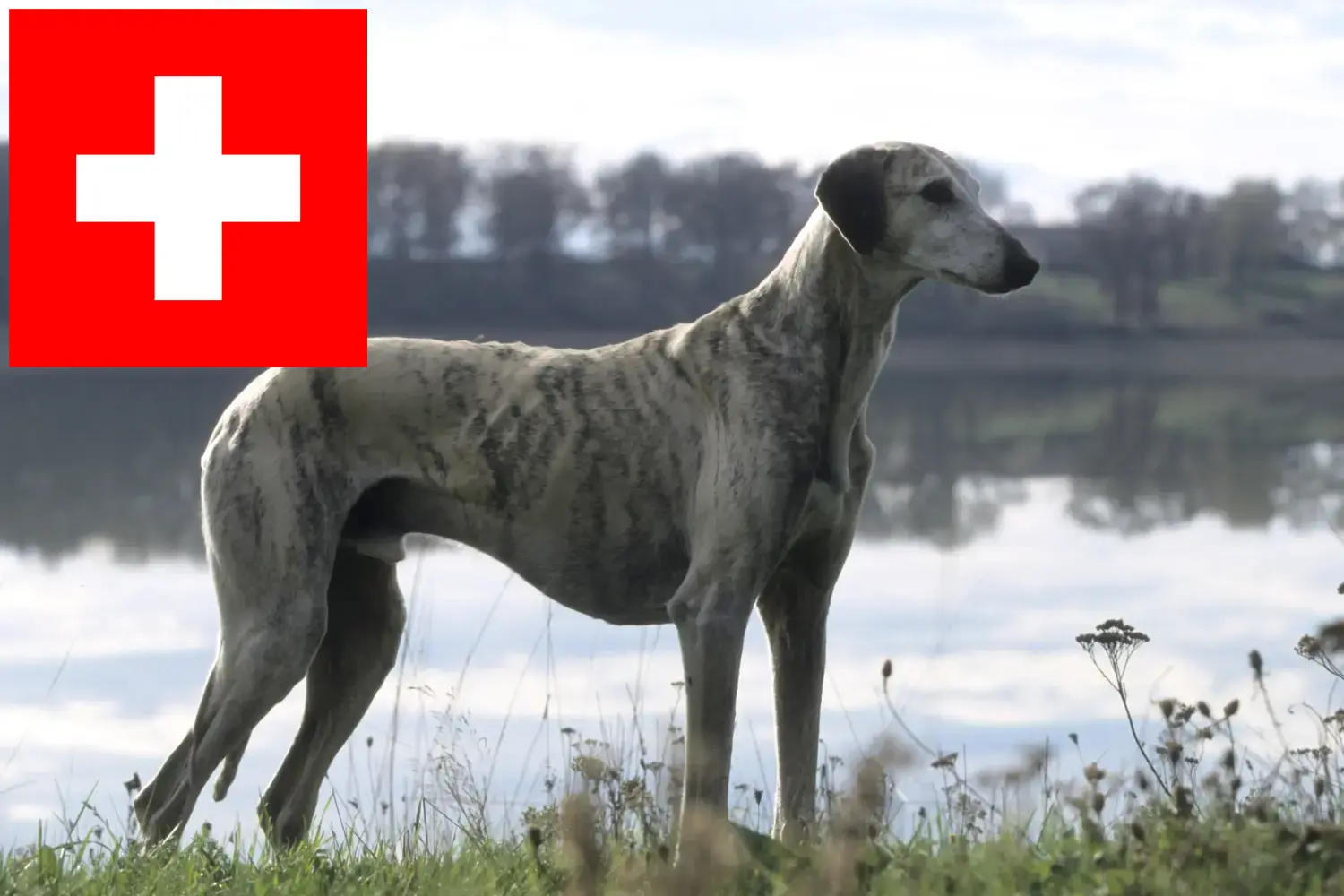 Sloughi szczenięta i hodowcy Szwajcaria Tutaj znajdziesz hodowców rasy Sloughis w Szwajcaria.