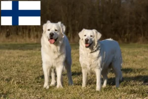 Read more about the article Słoweński Cuvac hodowcy i szczenięta w Finlandia
