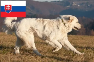 Read more about the article Hodowcy i szczenięta Slovensky Cuvac w Słowacja