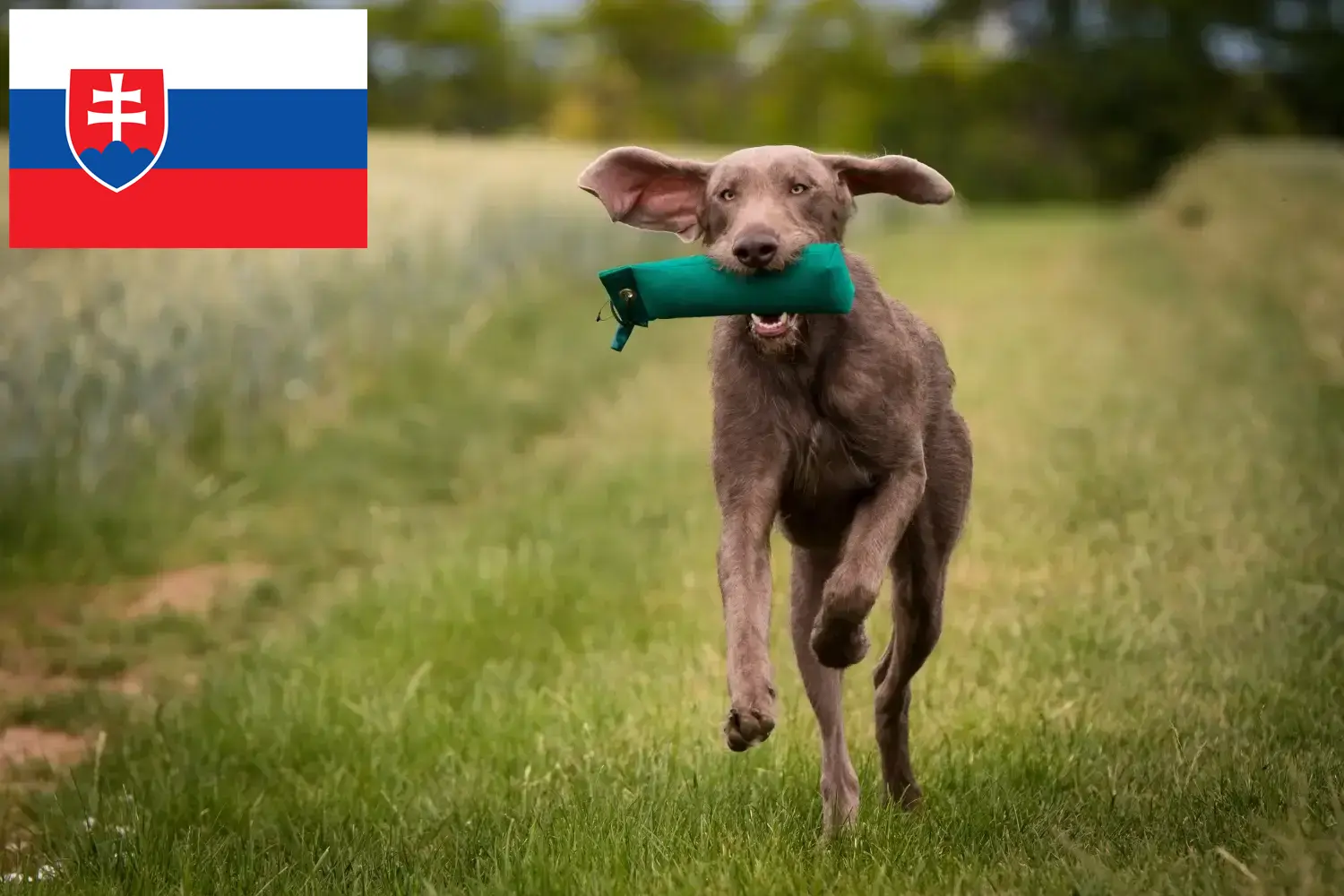 Słowackie szczenięta i hodowcy krótkowłose Słowacja Tutaj możesz znaleźć hodowców Slovakian Wirehaired Pointer w Słowacja.