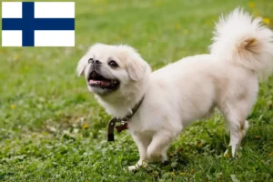 Read more about the article Hodowcy spanieli tybetańskich i szczenięta w Finlandia