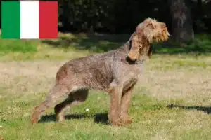 Read more about the article Spinone Italiano hodowcy i szczenięta w Włochy