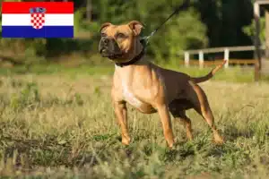 Read more about the article Hodowcy i szczenięta Staffordshire bull terrier w Chorwacja