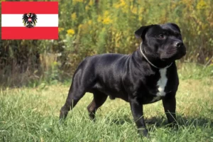 Read more about the article Hodowcy i szczenięta Staffordshire bull terrier w Austria