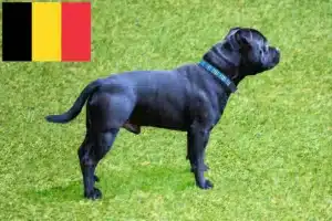 Read more about the article Hodowcy i szczenięta Staffordshire bull terrier w Belgia
