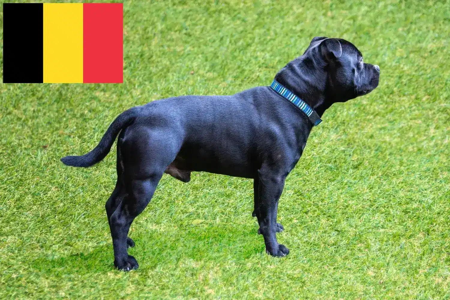 Staffordshire bull terrier szczenięta i hodowcy Belgia Znajdź hodowców Staffordshire Bull Terrier w Belgia.