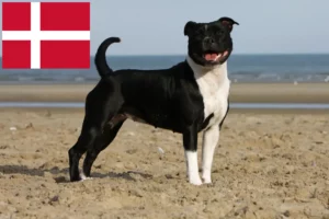 Read more about the article Hodowcy i szczenięta Staffordshire bull terrier w Dania