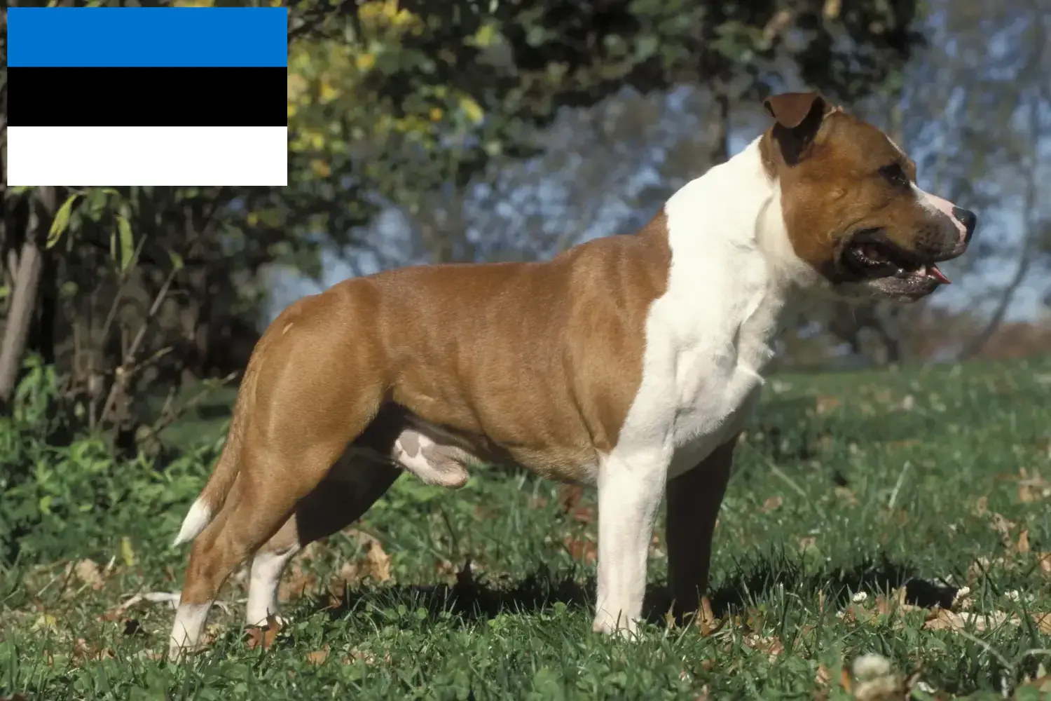 Staffordshire bull terrier szczenięta i hodowcy Estonia Znajdź hodowców Staffordshire bull terrierów w Estonia.