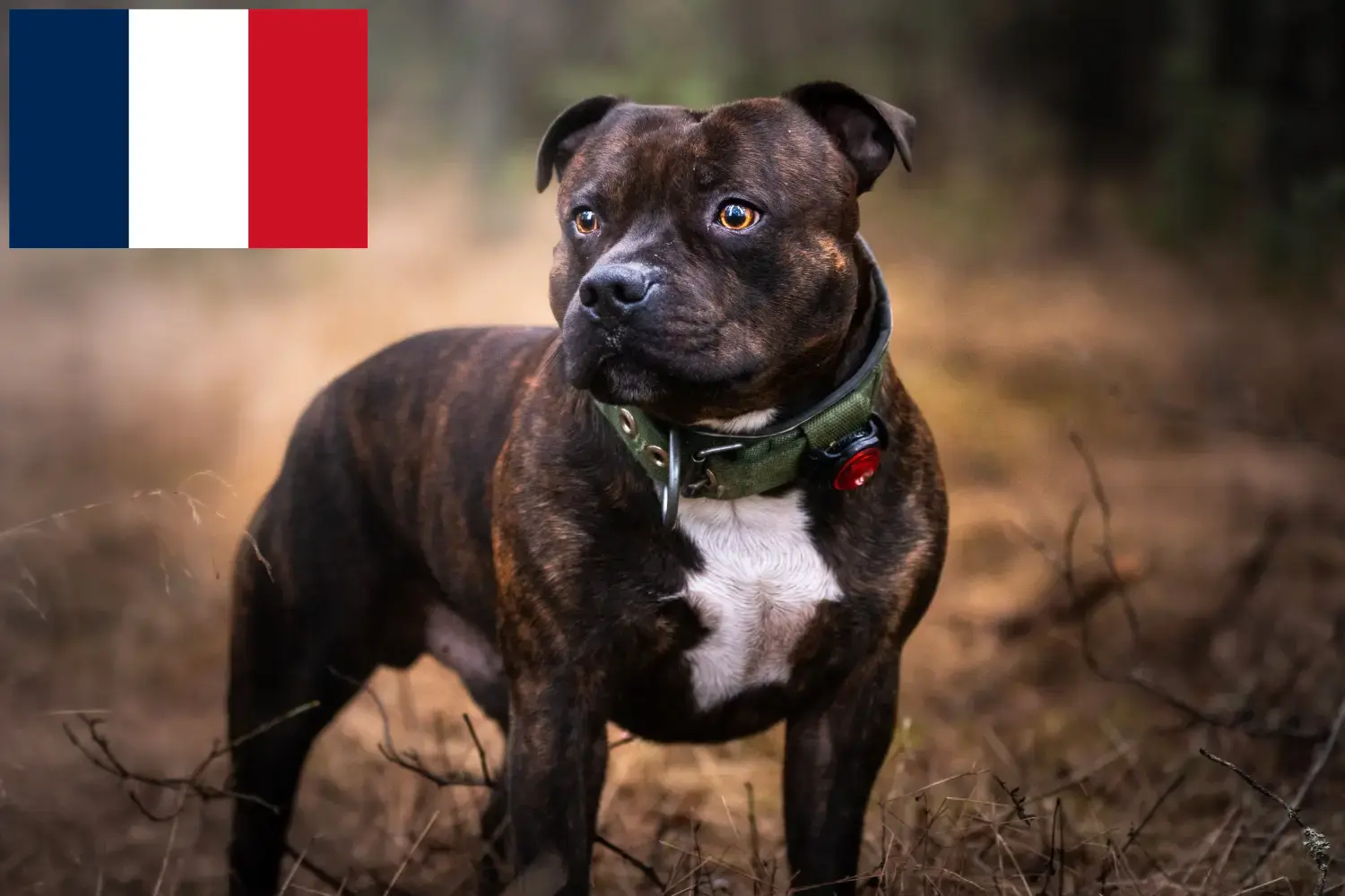 Staffordshire bull terrier szczenięta i hodowcy Francja Znajdź hodowców Staffordshire Bull Terrier w Francja.