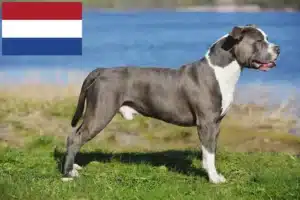 Read more about the article Hodowcy i szczenięta Staffordshire bull terrier w Holandia