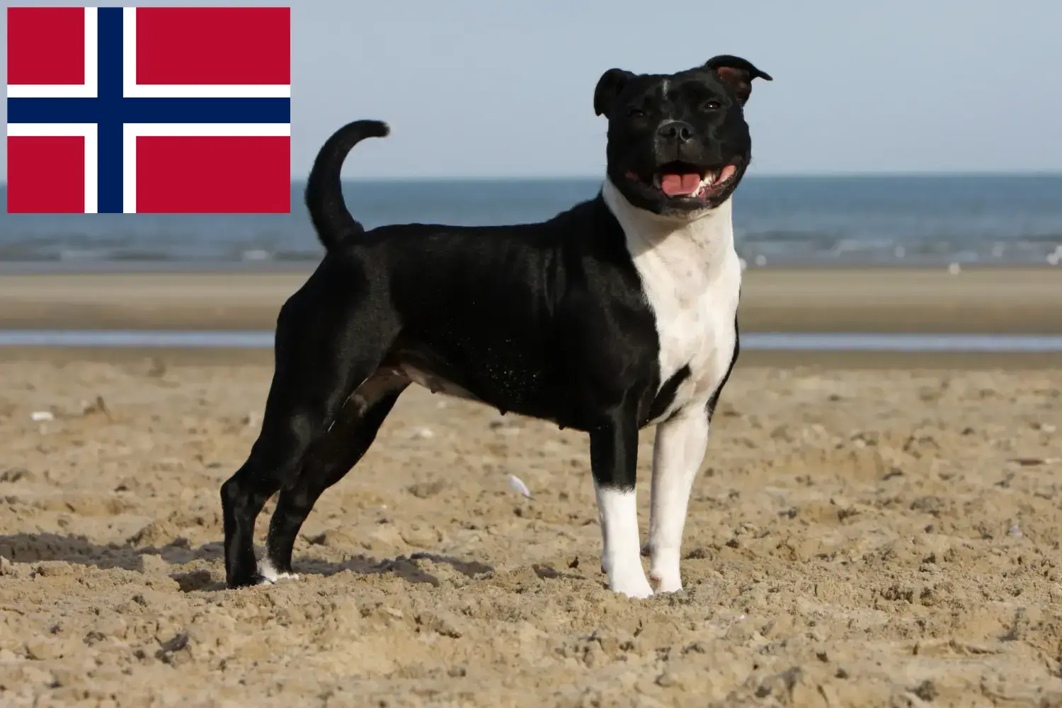 Staffordshire bull terrier szczenięta i hodowcy Norwegia Znajdź hodowców Staffordshire Bull Terrier w Norwegia.