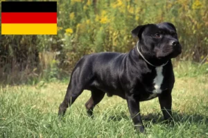 Read more about the article Hodowcy i szczenięta Staffordshire bull terrier w Niemcy