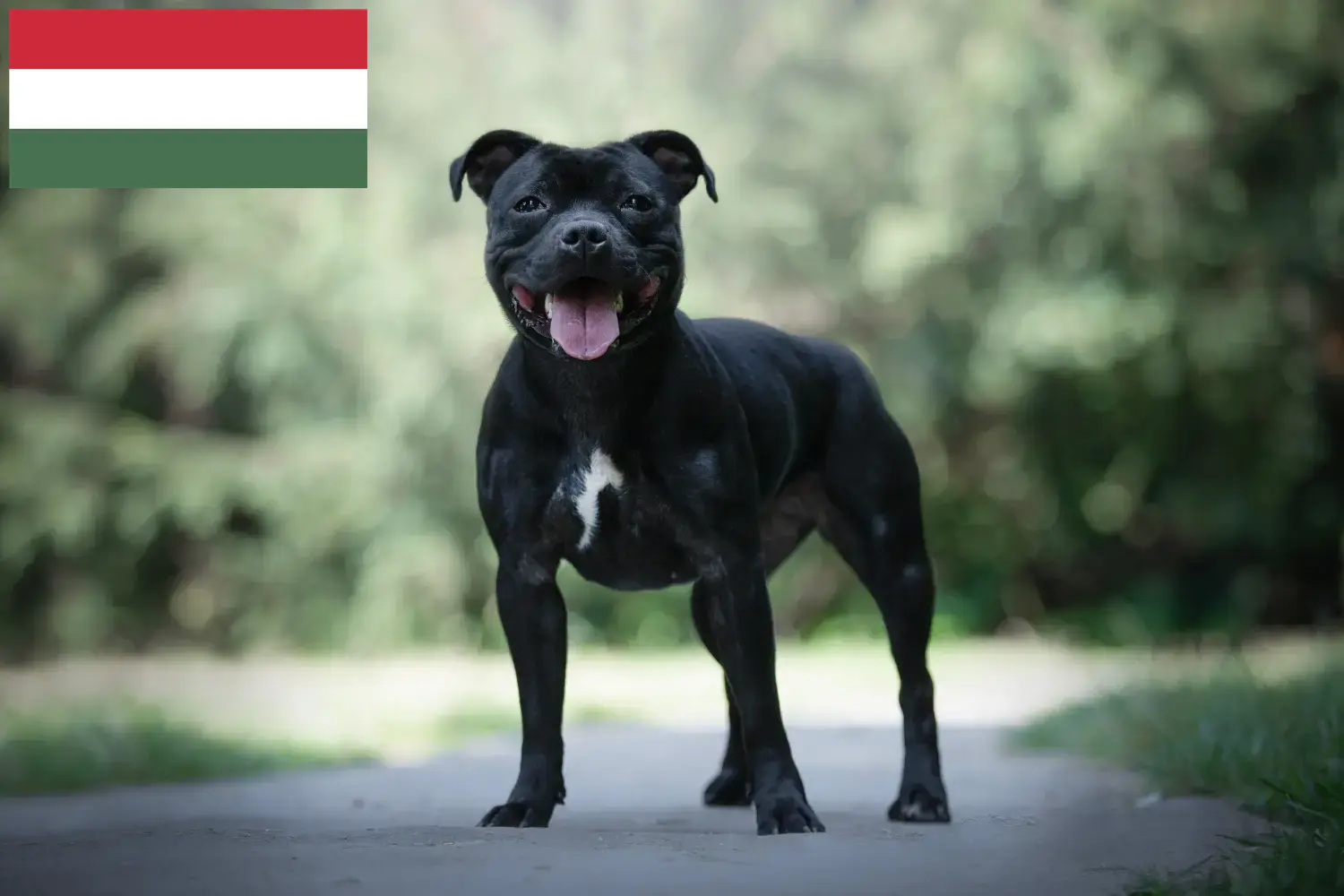 Staffordshire bull terrier szczenięta i hodowcy Węgry Znajdź hodowców Staffordshire Bull Terrier w Węgry.