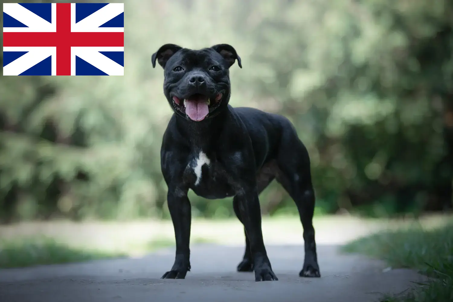 Staffordshire bull terrier szczenięta i hodowcy Wielka Brytania Znajdź hodowców Staffordshire Bull Terrier w Wielka Brytania.