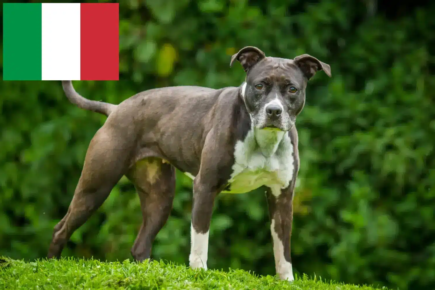 Staffordshire bull terrier szczenięta i hodowcy Włochy Znajdź hodowcę Staffordshire bull terrier w Włochy.