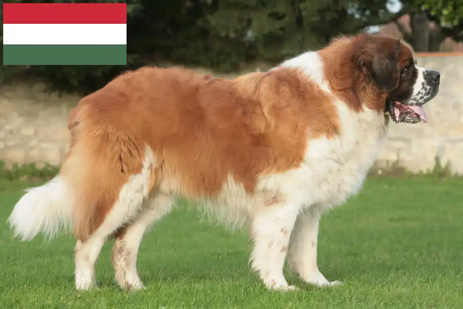 Szczeniaki i hodowcy Saint Bernard Węgry Tutaj znajdziesz hodowców rasy Bernardyn w Węgry.