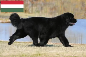 Read more about the article Hodowcy nowofundlandów i szczenięta w Węgry