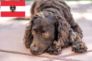 Read more about the article Amerykański spaniel wodny – hodowcy i szczenięta w Austria