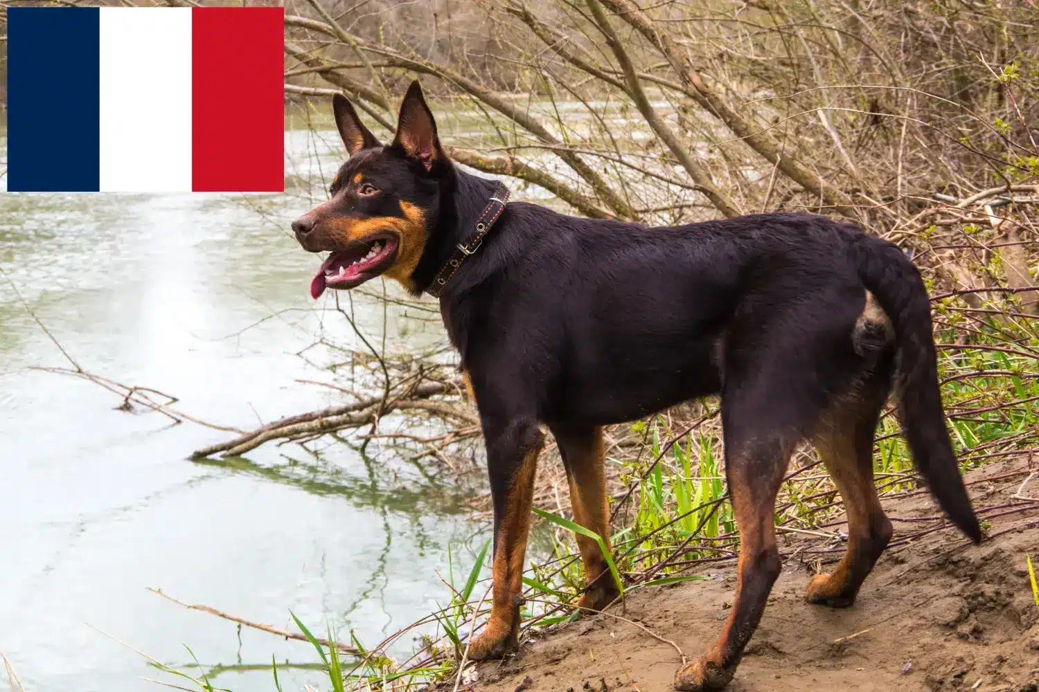 Kelpie australijskie szczenięta i hodowcy Francja Tutaj znajdziesz hodowców australijskich kelpie w Francja.