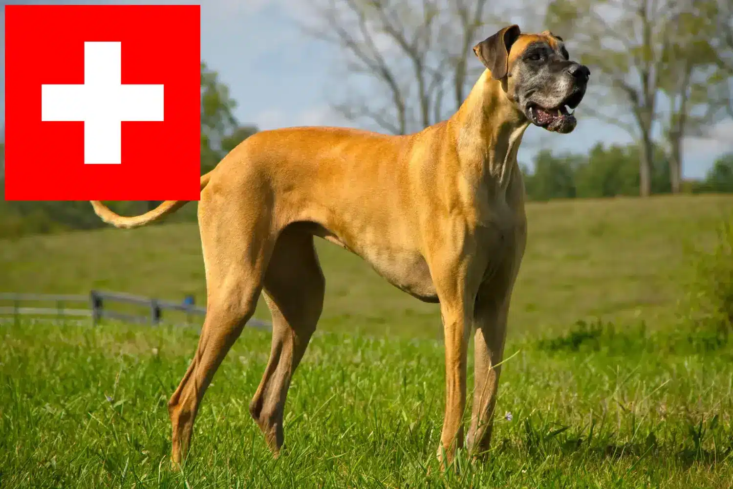 Dog niemiecki szczenięta i hodowcy Szwajcaria Tutaj znajdziesz hodowców dogów niemieckich w Szwajcaria.