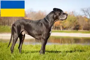Read more about the article Hodowcy dog niemiecki i szczenięta w Ukraina