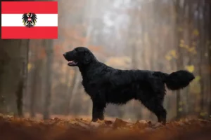 Read more about the article Hodowcy i szczenięta Flat Coated Retriever w Austria