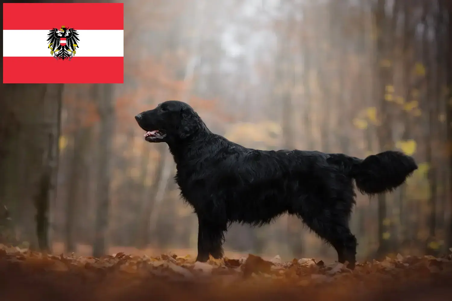 Flat Coated Retriever szczenięta i hodowcy Austria Tutaj znajdziesz hodowców Flat coated retriever w Austria.