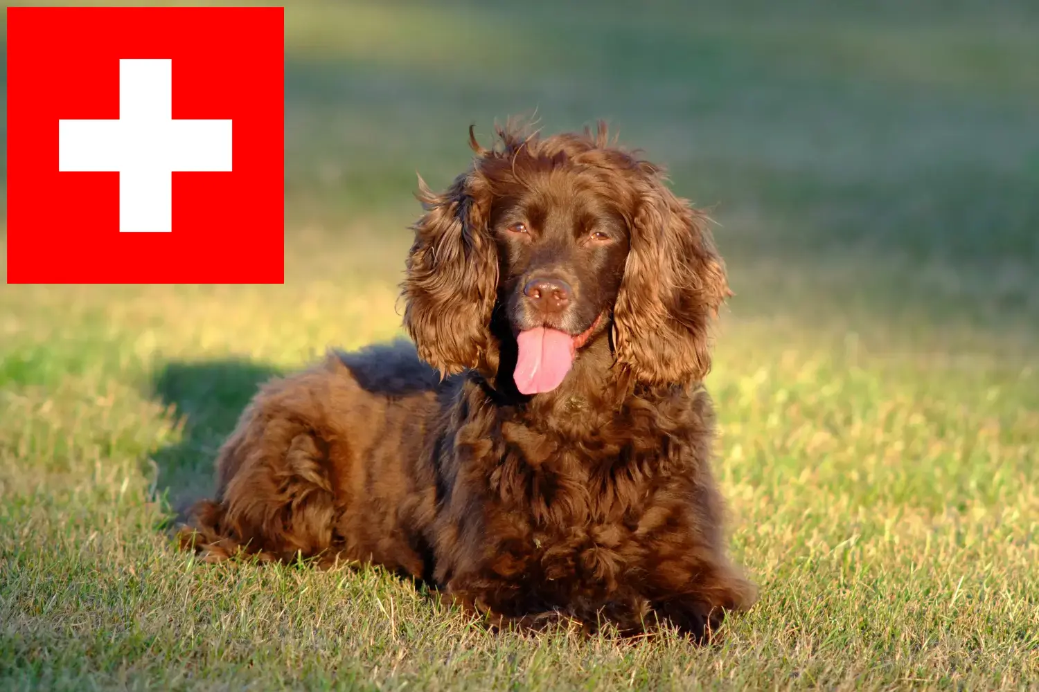 Spaniel polny szczenięta i hodowcy Szwajcaria Tutaj znajdziesz hodowców spanieli polnych w Szwajcaria.
