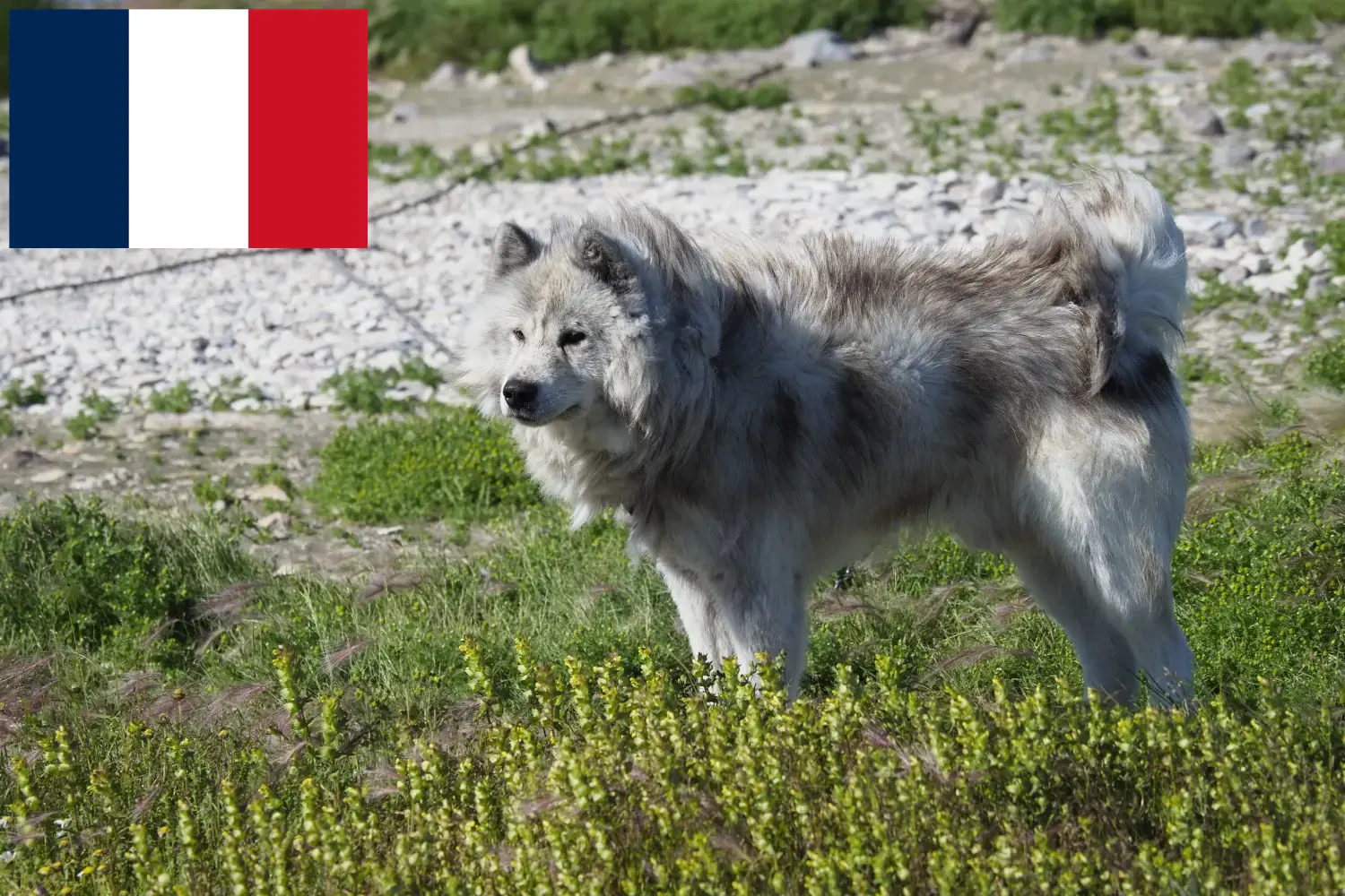 Kanadyjski pies eskimoski szczenięta i hodowca Francja Tutaj znajdziesz hodowców Canadian eskimo dog w Francja.