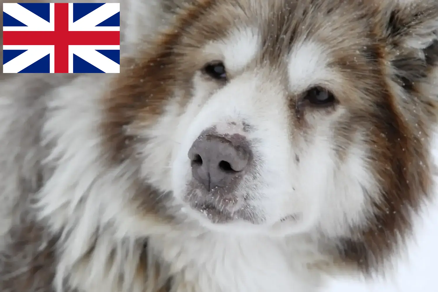 Kanadyjski pies eskimoski szczenięta i hodowcy Wielka Brytania Tutaj znajdziesz hodowców Canadian eskimo dog w Wielka Brytania.