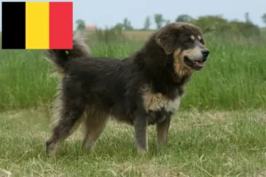 Read more about the article Hodowca psów tybetańskich i szczeniąt w Belgia